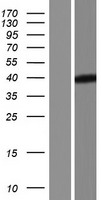 ls084881 rpusd4 human over expression lysates nm 001144827 wb testing 2