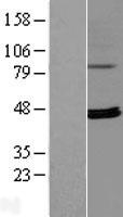 ls084881 rpusd4 human over expression lysates nm 032795 wb testing 1