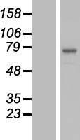 ls084892 c3orf39 pomgnt2 human over expression lysates nm 032806 wb testing 1