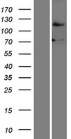 ls084893 fbh1 human over expression lysates nm 032807 wb testing 1
