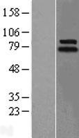 LINGO1 Human Over-expression Lysates NM_032808