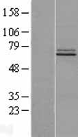 FAM73B (MIGA2) Human Over-expression Lysates NM_032809