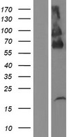 ls084898 plxdc2 human over expression lysates nm 032812 wb testing 1