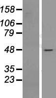 ls084901 nfatc2ip human over expression lysates nm 032815 wb testing 1