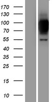 ZNF341 Human Over-expression Lysates NM_032819