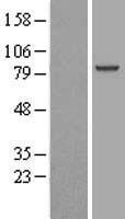 ls084909 aopep human over expression lysates nm 032823 wb testing 1