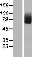Cirhin (UTP4) Human Over-expression Lysates NM_032830