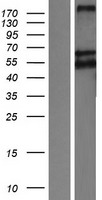 ls084918 lrp11 human over expression lysates nm 032832 wb testing 1