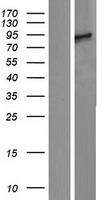 ls084919 ppp1r15b human over expression lysates nm 032833 wb testing 1