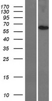 ls084928 tmem209 human over expression lysates nm 032842 wb testing 1