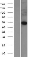 ls084929 fibcd1 human over expression lysates nm 032843 wb testing 1