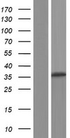 C13orf33 (MEDAG) Human Over-expression Lysates NM_032849
