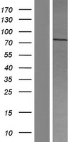 PWWP3A Human Over-expression Lysates NM_032853