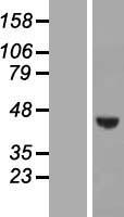 WDR73 Human Over-expression Lysates NM_032856