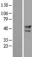 MAEL Human Over-expression Lysates NM_032858