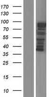 ls084953 micalcl human over expression lysates nm 032867 wb testing 1