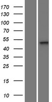 MPND Human Over-expression Lysates NM_032868