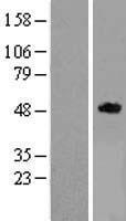 TNFRSF19L (RELT) Human Over-expression Lysates NM_152222