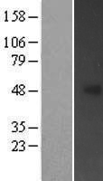 ls084961 fbxl20 human over expression lysates nm 032875 wb testing 1