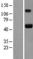 ls084962 ajuba human over expression lysates nm 032876 wb testing 1