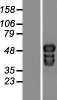 ls084969 tox2 human over expression lysates nm 032883 wb testing 1