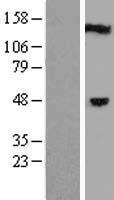 C1orf94 Human Over-expression Lysates NM_032884