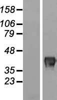 ls084985 fam83a human over expression lysates nm 032899 wb testing 1