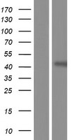 ls084985 fam83a human over expression lysates nm 207006 wb testing 2