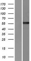 ls084988 ppp1r16a human over expression lysates nm 032902 wb testing 1