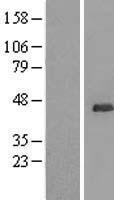 ls084993 ubl7 human over expression lysates nm 201265 wb testing 2