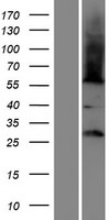 FAM86B1 Human Over-expression Lysates NM_001083537