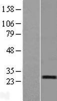ls085004 rerg human over expression lysates nm 032918 wb testing 2