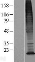 TMEM128 Human Over-expression Lysates NM_032927