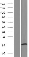 SMIM3 Human Over-expression Lysates NM_032947