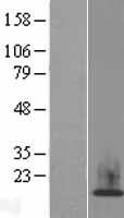 ls085235 hist1h2ah human over expression lysates nm 080596 wb testing 1