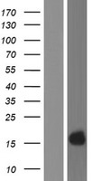 ls085285 krtap4 1 human over expression lysates nm 033060 wb testing 1