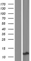 ls085293 krtap3 3 human over expression lysates nm 033185 wb testing 1