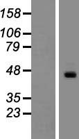 ls085300 atcay human over expression lysates nm 033064 wb testing 1