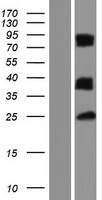 ls085329 lgals12 human over expression lysates nm 001142536 wb testing 2