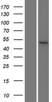 ls085409 nkd2 human over expression lysates nm 033120 wb testing 1