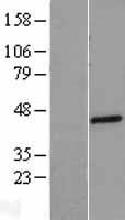 ls085414 prostein slc45a3 human over expression lysates nm 033102 wb testing 1