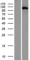 ls085444 lrrcc1 human over expression lysates nm 033402 wb testing 1