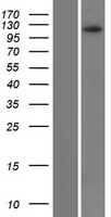 ZNF518B Human Over-expression Lysates NM_053042