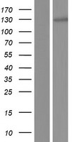 FHDC1 Human Over-expression Lysates NM_033393