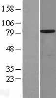 ls085477 scin human over expression lysates nm 033128 wb testing 1