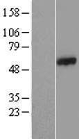 ls085478 ccdc65 human over expression lysates nm 033124 wb testing 1
