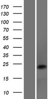 ls085479 dnajc5b human over expression lysates nm 033105 wb testing 1