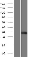 ls085508 scratch 2 scrt2 human over expression lysates nm 033129 wb testing 1