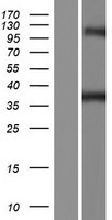 ls085865 gtpbp10 human over expression lysates nm 001042717 wb testing 1