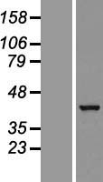 ls085865 gtpbp10 human over expression lysates nm 033107 wb testing 2